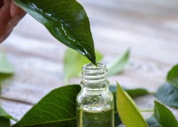 A small glass container with green tea extract. Someone is holding a leaf over the container with sap dripping into it.